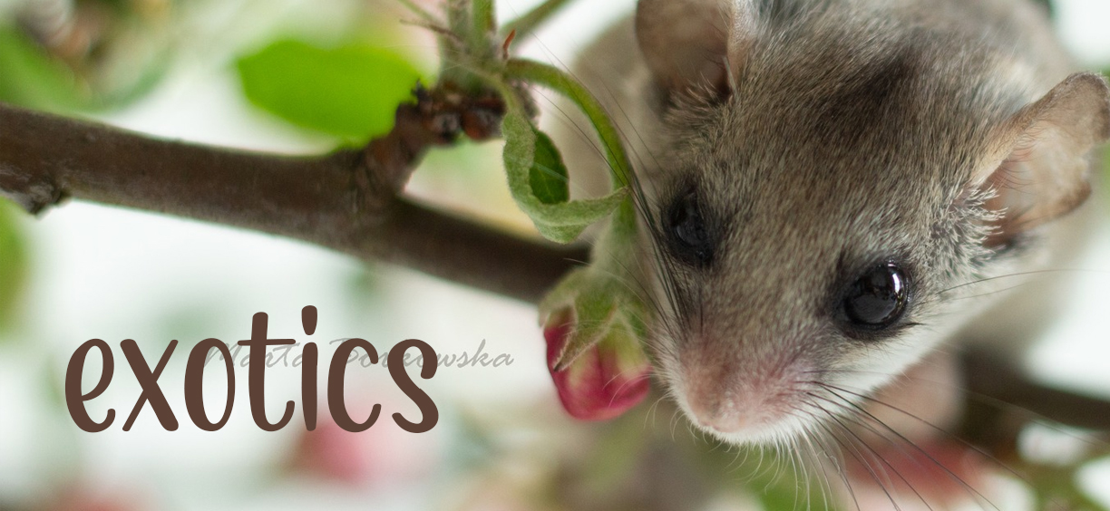 exotics